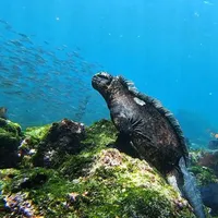 同一片海,有人5潜看10次鲸鲨,有人旺季能见度只剩两三米:加拉帕戈斯潜水今年值不值得去,把3500到14000刀的账和风险都标在这张地图上