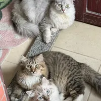 长得像的猫能共用一份宠物险？翻了近80篇多宠家庭帖子：这3种“省钱法”最贵