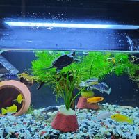 养水不是数日子：氨氮和亚硝酸盐没归零之前别下鱼，检测工具怎么选也一次讲清