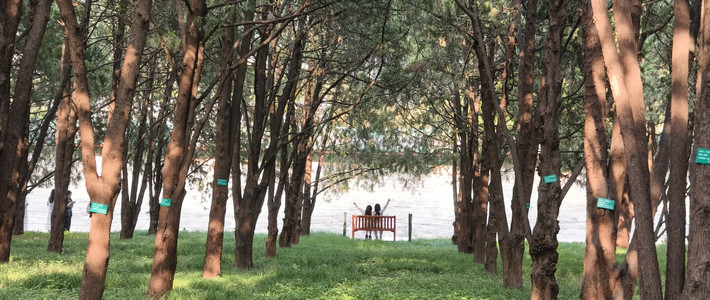 「北京没有海，但年轻人排队去地坛看海」：我把被骂和被追捧的假景对了一遍，发现差的不是景的真假