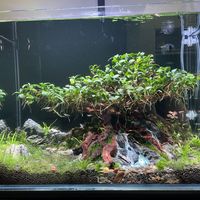 一只大和藻虾顶一斤黑壳虾？草缸除藻工具生物选购，先把这笔账算清楚