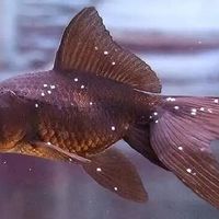 入秋鱼长白点，第一反应是升温加盐？对比全网90多篇流行疗法，第一步最容易做错