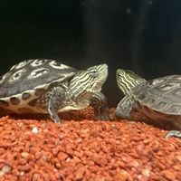 鱼龟混养心得分享