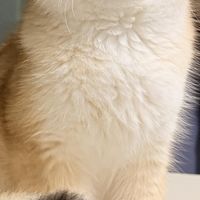 科学喂养猫咪的实践经验