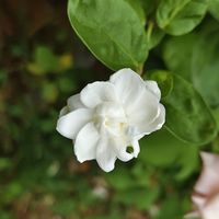 9块9包邮的茉莉，多半是花田里铲出来的“淘汰老苗”：秋购季这3种苗别买，到手后48小时定生死