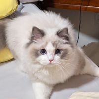 猫咪饮食管理与健康