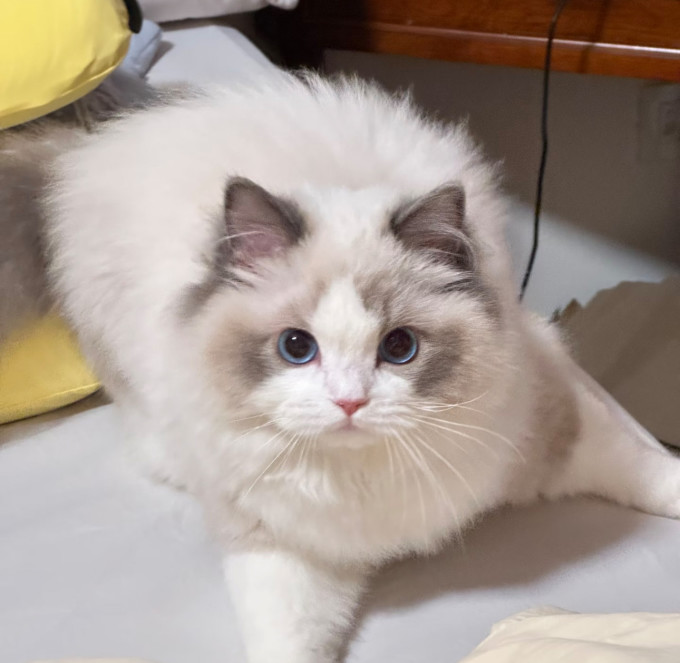 猫粮