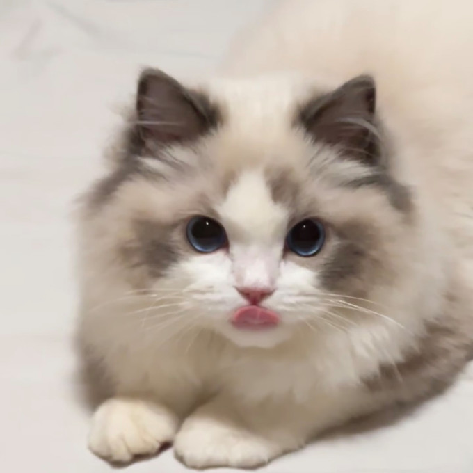 猫粮