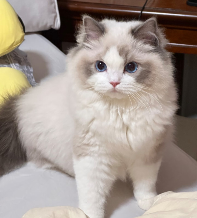 猫粮