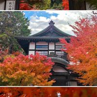 京都红叶要拖到12月12日?疯传的那份预报有问题,但买了11月中旬机票的不用慌