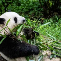 天梭把“和花”戴上了表盘：小美人熊猫限定款，石英机芯、不打折，到底该谁买？