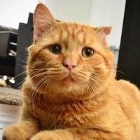 猫张嘴喘气不是在打哈欠：这份"猫咪应激与疼痛信号"自查清单请收好