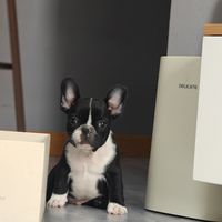 幼犬狗粮榜单越看越乱？包装袋上这4个数，比一百条推荐靠谱