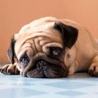 骂了、关了、遛累了都没用：狗狗独自在家的拆家，可能不是调皮，是「分离焦虑」