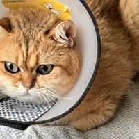 猫母鸡蹲就是忍痛？别吵了，兽医验证过的"猫咪疼痛脸评分表"，10秒学会
