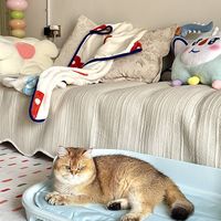 秋老虎，猫白天独自在家：开空调心疼电费，买降温神器怕踩雷，靠谱的其实就几样