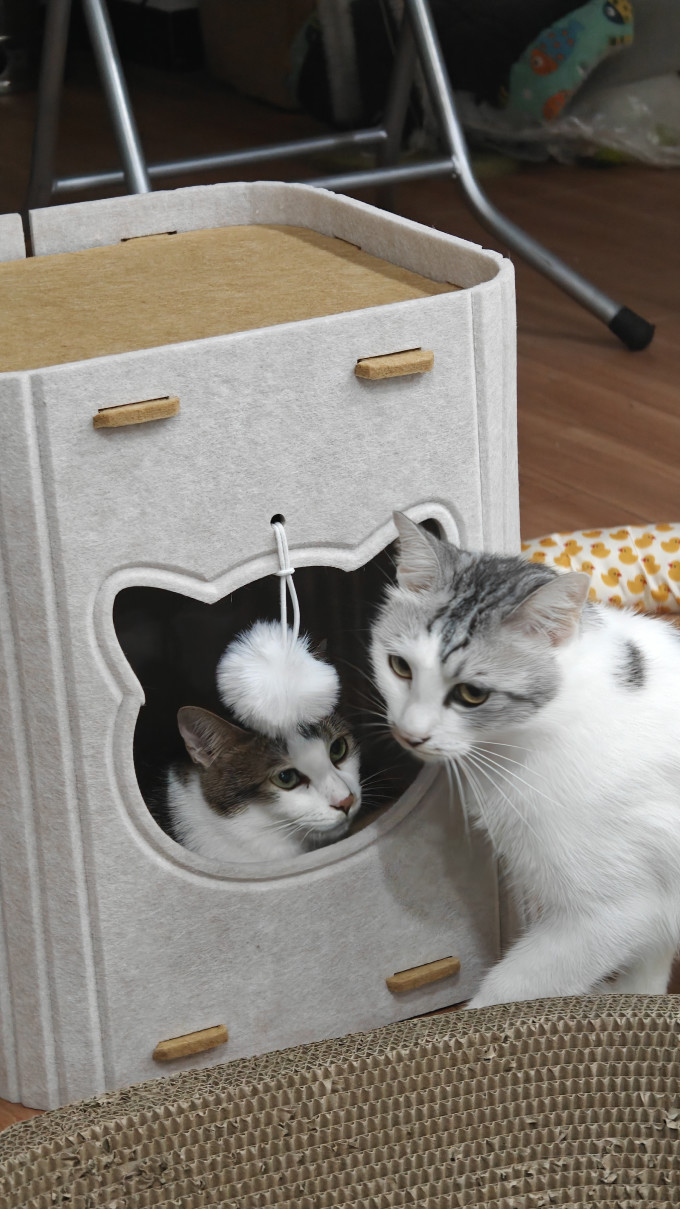 猫狗窝