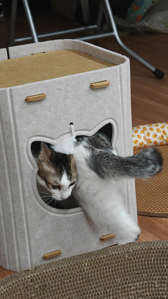 猫狗窝