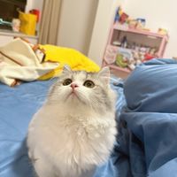 科学挑选猫粮,关注配料与营养