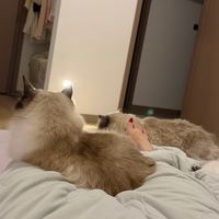 科学喂养提升猫咪健康