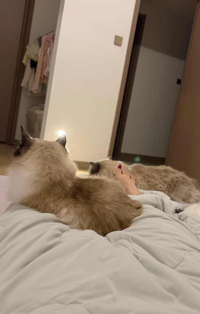 猫粮