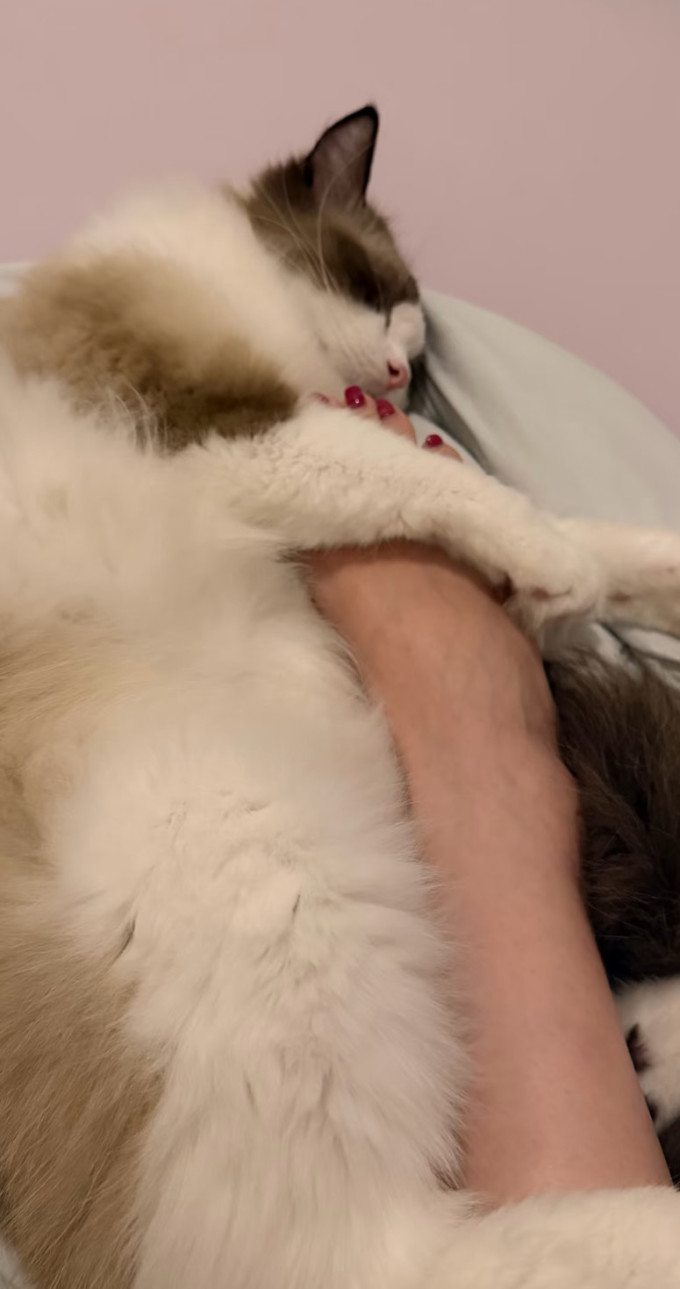猫粮