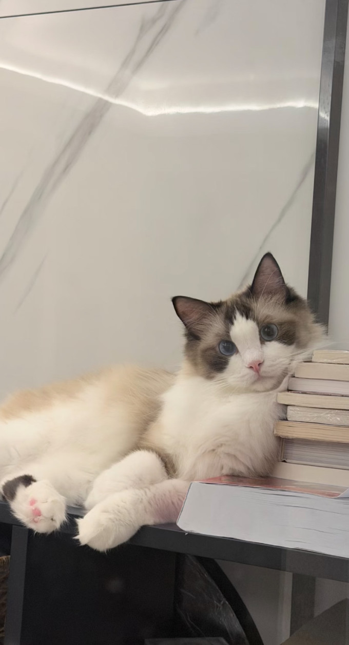 猫粮