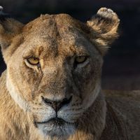 一家三口的非洲荒野课：比动物世界更真实的一周