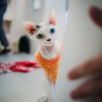 CXG6款无毛猫沐浴露实测,去油不紧绷真的很难选✨