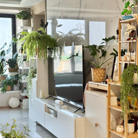 租期仅一年半！照样把空出租屋堆成绿植乐园🌿