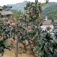 酸木瓜