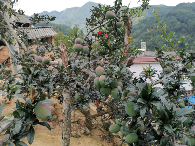新鲜水果