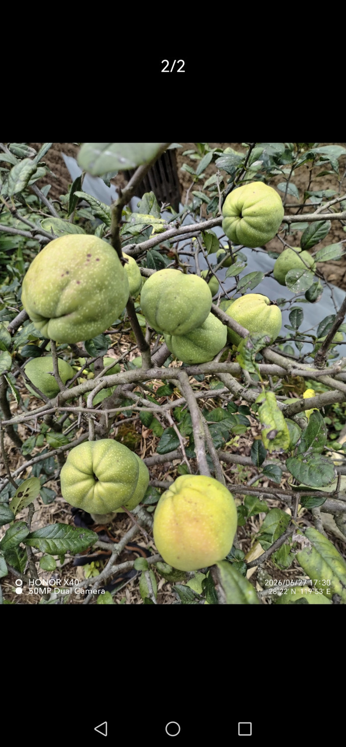 新鲜水果