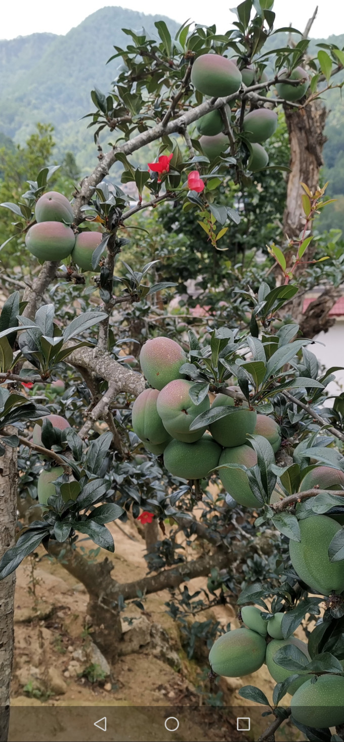 新鲜水果