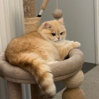 高肉无谷猫粮的科学喂养