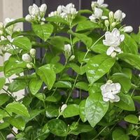 8月底茉莉花乱剪这一刀，秋天十有八九没花看！