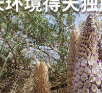 2026肉苁蓉品牌测评排行榜：溯源品质工艺，解锁科学滋补新方式