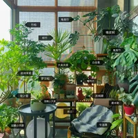 翻了50多篇绿植角改造帖，我把0元、500元、2000元三档预算怎么花、哪四笔钱最容易白花理清了