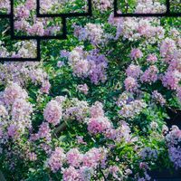 8月底的园林，是紫薇的主场：苏州及城外15个紫薇赏花点，市区一半以上门票25元以内