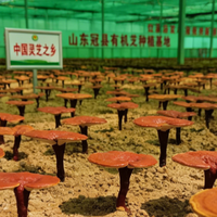 换季总感冒？坚持喝孢子粉3个月，身体给我的反馈太真实了