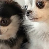 偏瘦狗狗适合吃全价狗粮吗？2026最新长肉狗粮品牌推荐哪种狗粮好