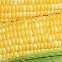水果玉米源于罕见基因突变