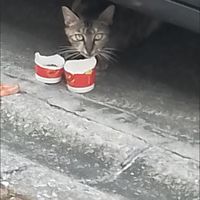 猫粮配料表前三位须为明确肉类