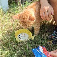 猫粮选购安全标准与试吃建议