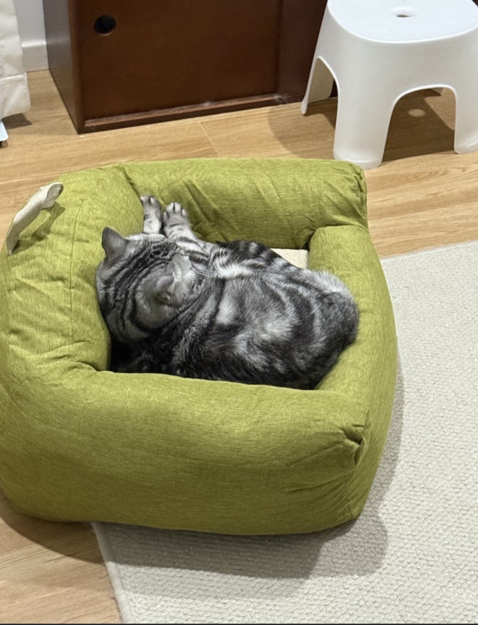猫零食