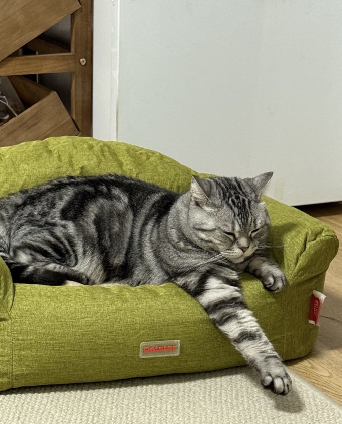 猫零食