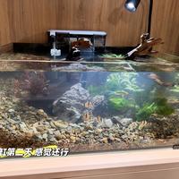 测水正常却接连死鱼、局部爆藻？翻完全网关于「死水区」的讨论：先别急着花钱，这个0元体检今晚就能做