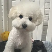 看完教程觉得自己行了，一推子下去坑坑洼洼：狗狗在家剪毛，哪些品种真能自己来，哪些纯属赌博