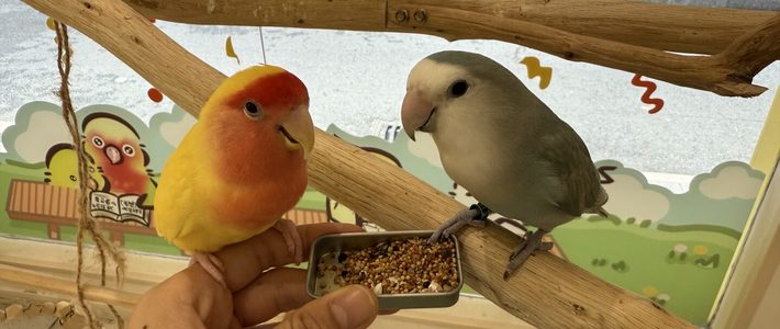 「女孩鸟咖互动被鹦鹉啄掉半颗痣」上热搜：店家说已尽到告知义务，但这5条自保清单只能你自己记