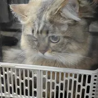 猫狗跨省托运，高铁400元起、专车1000+：「爱宠行」新增河南6站，先算清3笔账再花钱